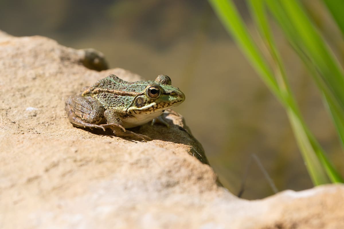 A renaturalização deste espaço urbano reforça a biodiversidade e melhora a qualidade de vida na cidade
