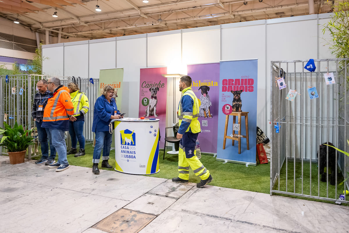 A campanha municipal “Adote um Rafeiro com Raça” pretende contrariar a preferência por animais de raça