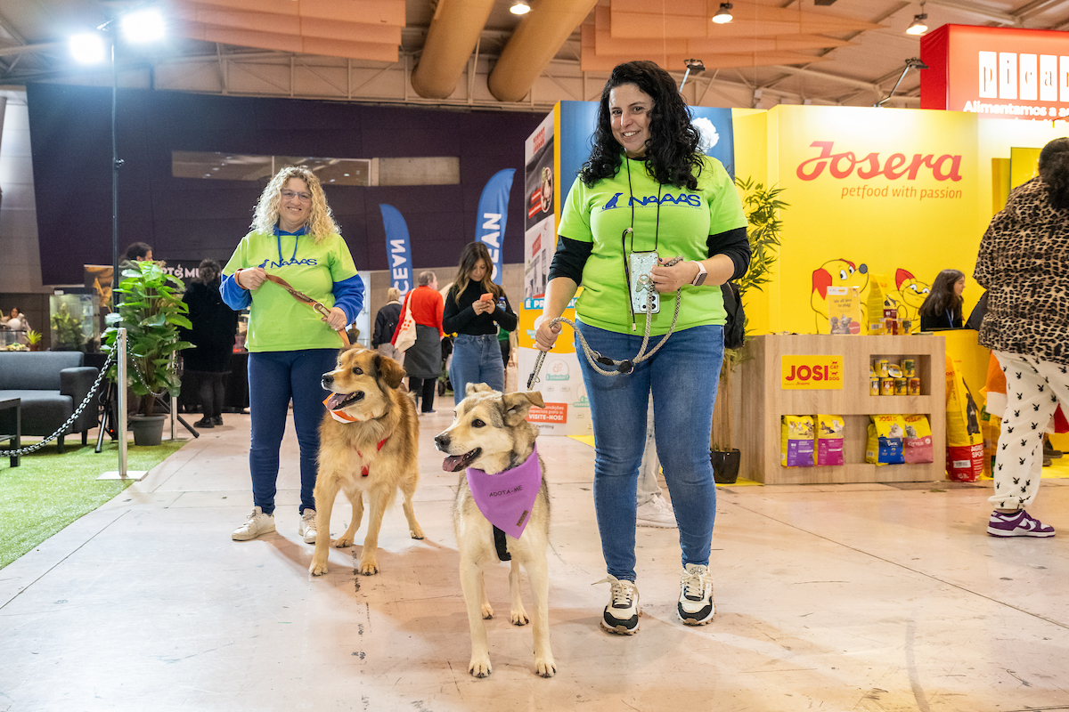 Casa dos Animais de Lisboa promove adoção responsável no Pet Festival