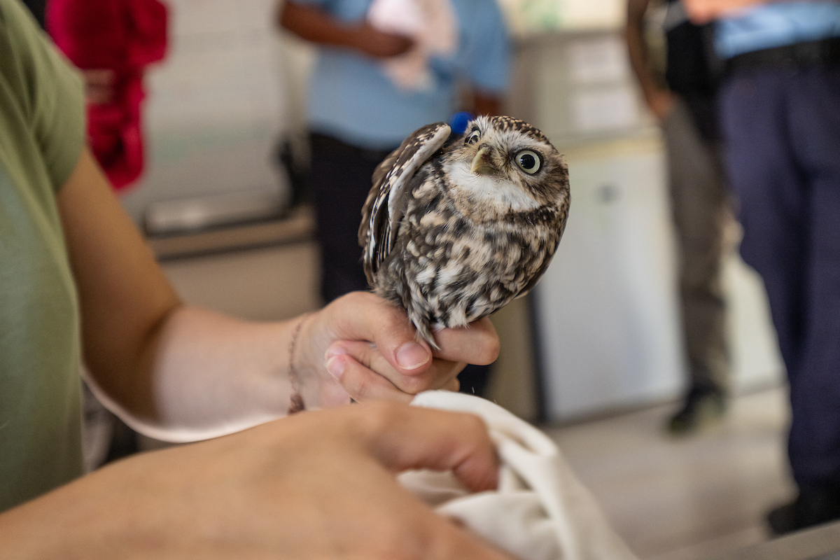 Centro de Recuperação de Animais Silvestres avança com projeto de modernização