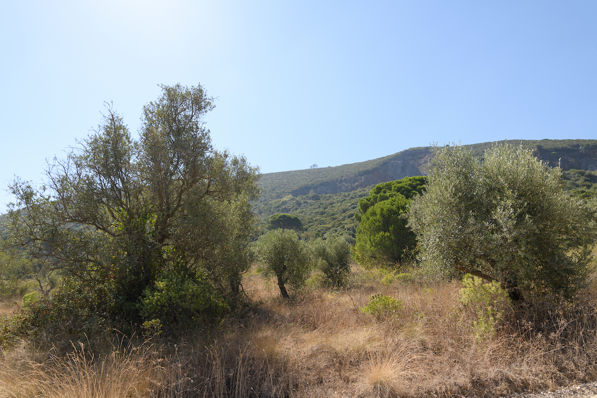 O Balcão Único do Prédio destina-se a apoiar os proprietários de terrenos rústicos e mistos na identificação, delimitação e registo das suas propriedades
