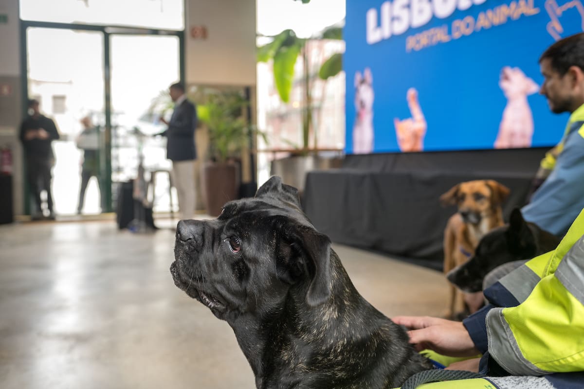 Apresentação do Lisboa.Pet - Unicorn Factory Lisboa