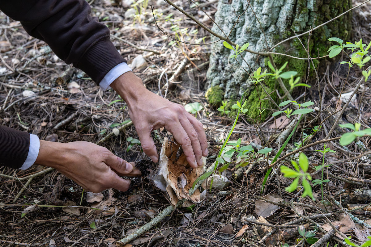 Cogumelo a ser retirado do solo