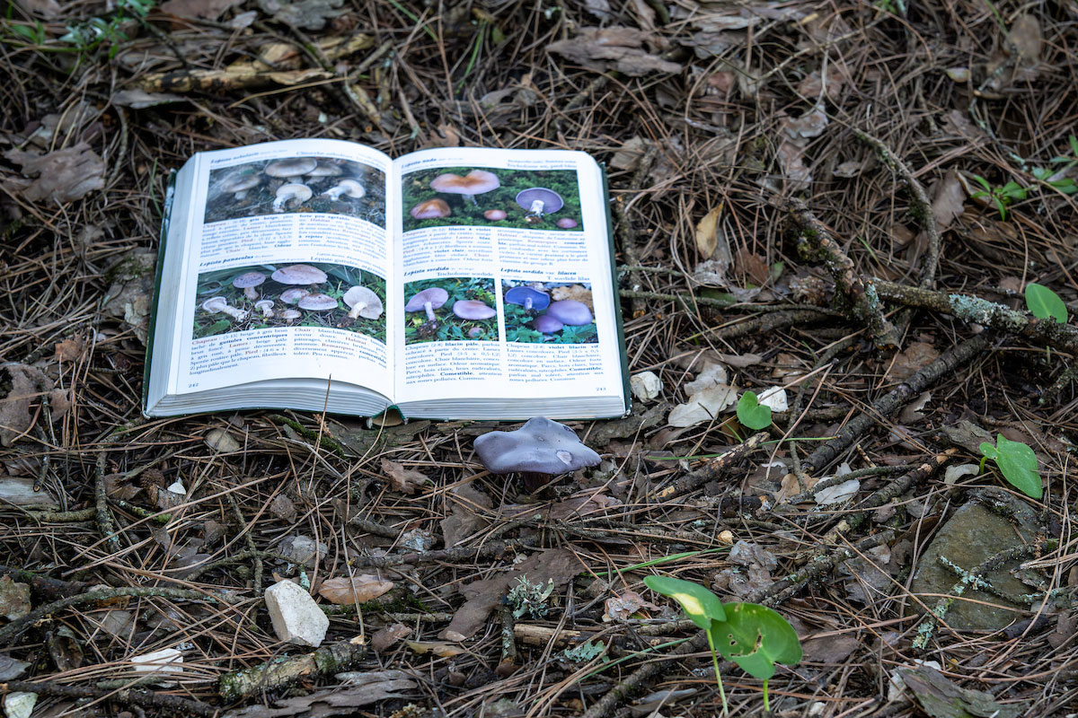 Livro ilustrado ao lado da espécie de cogumelo