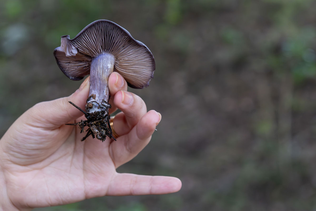 Uma mão a pegar num cogumelo